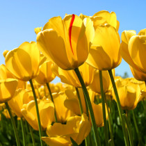 cropped-Tulips.jpg